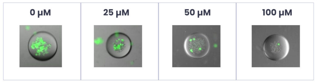 Microbubble Array™ Cultureware