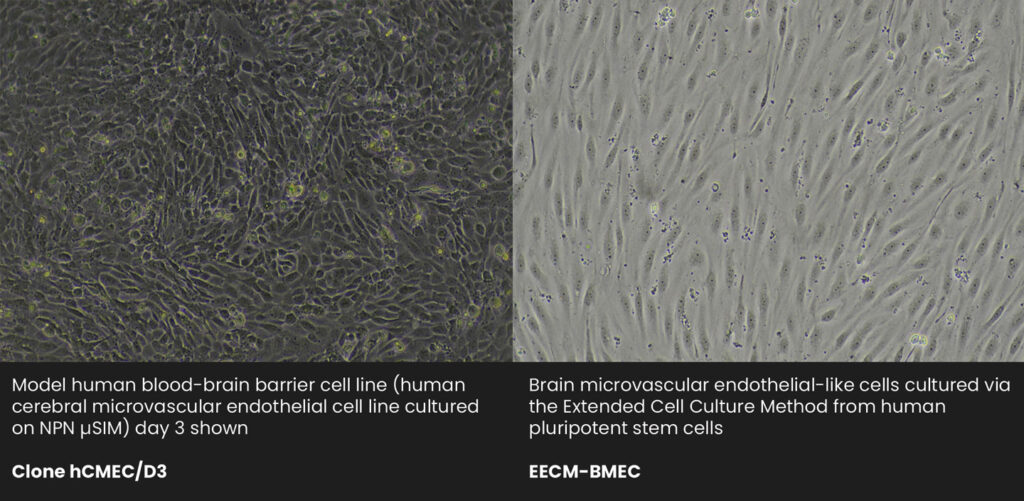 Live Cell Imaging