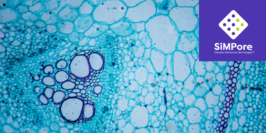 photo of cells shown up-close with SiMPore logo on photo
