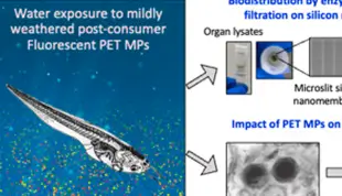 Multi-modal analysis of microplastics enabled by silicon nanomembranes