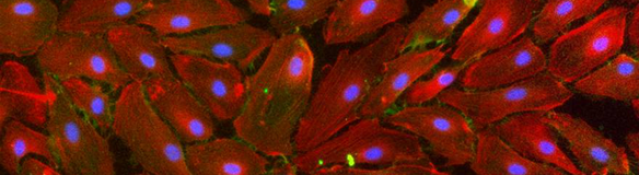 Cell Culture, Imaging & Assays